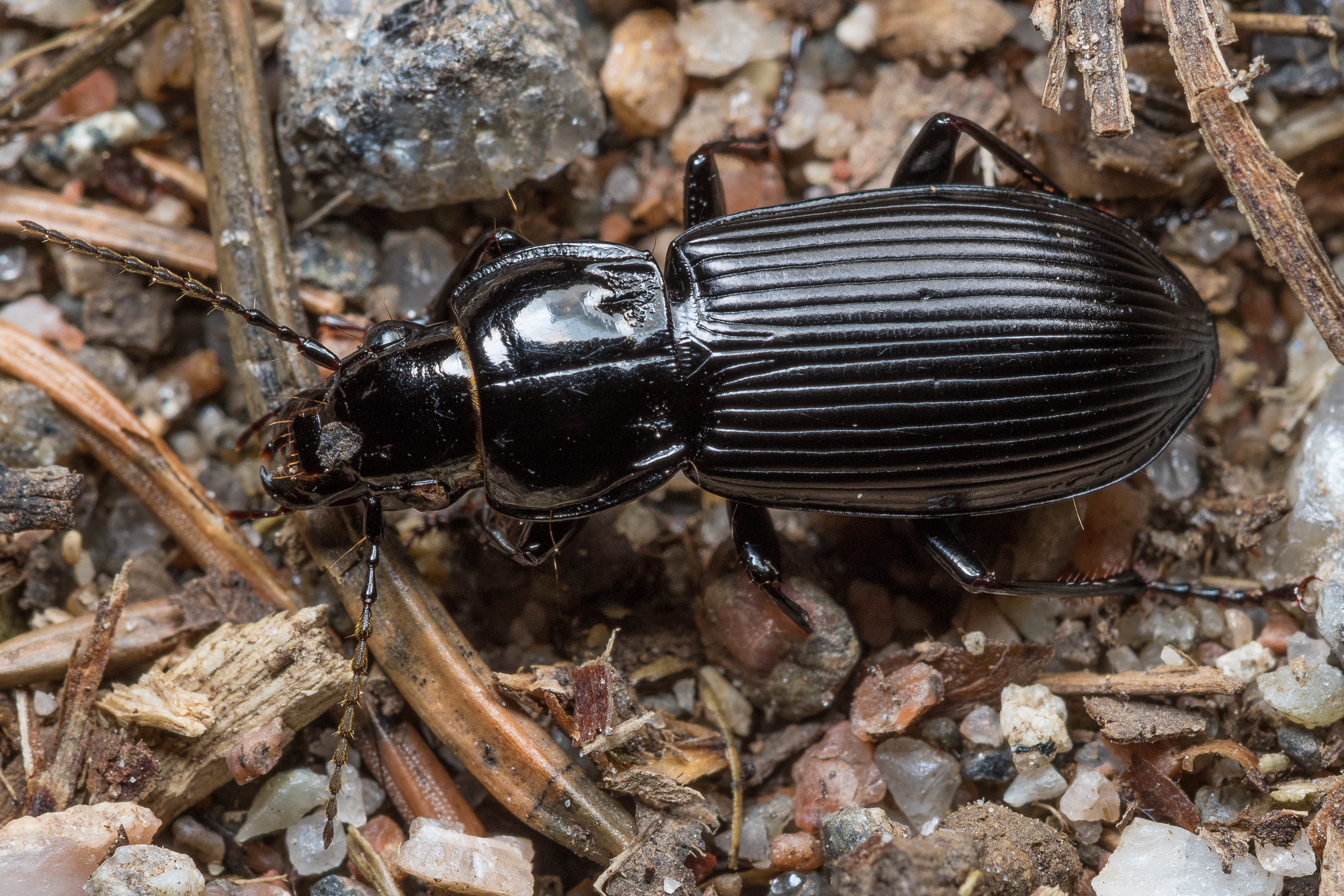 Pterostichus melanarius, åkersvartlöpare