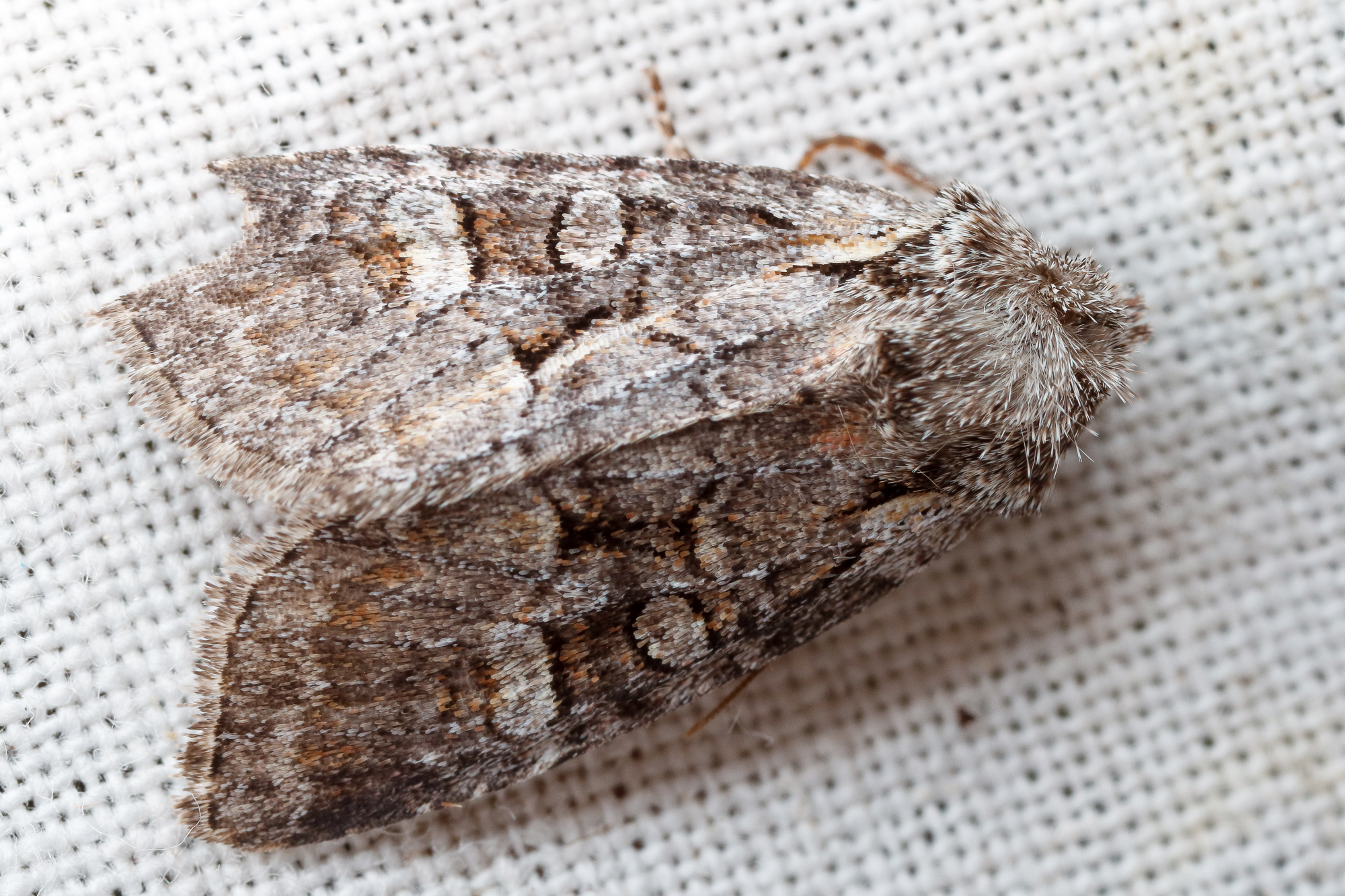 Brachylomia viminalis, allmänt pilfly