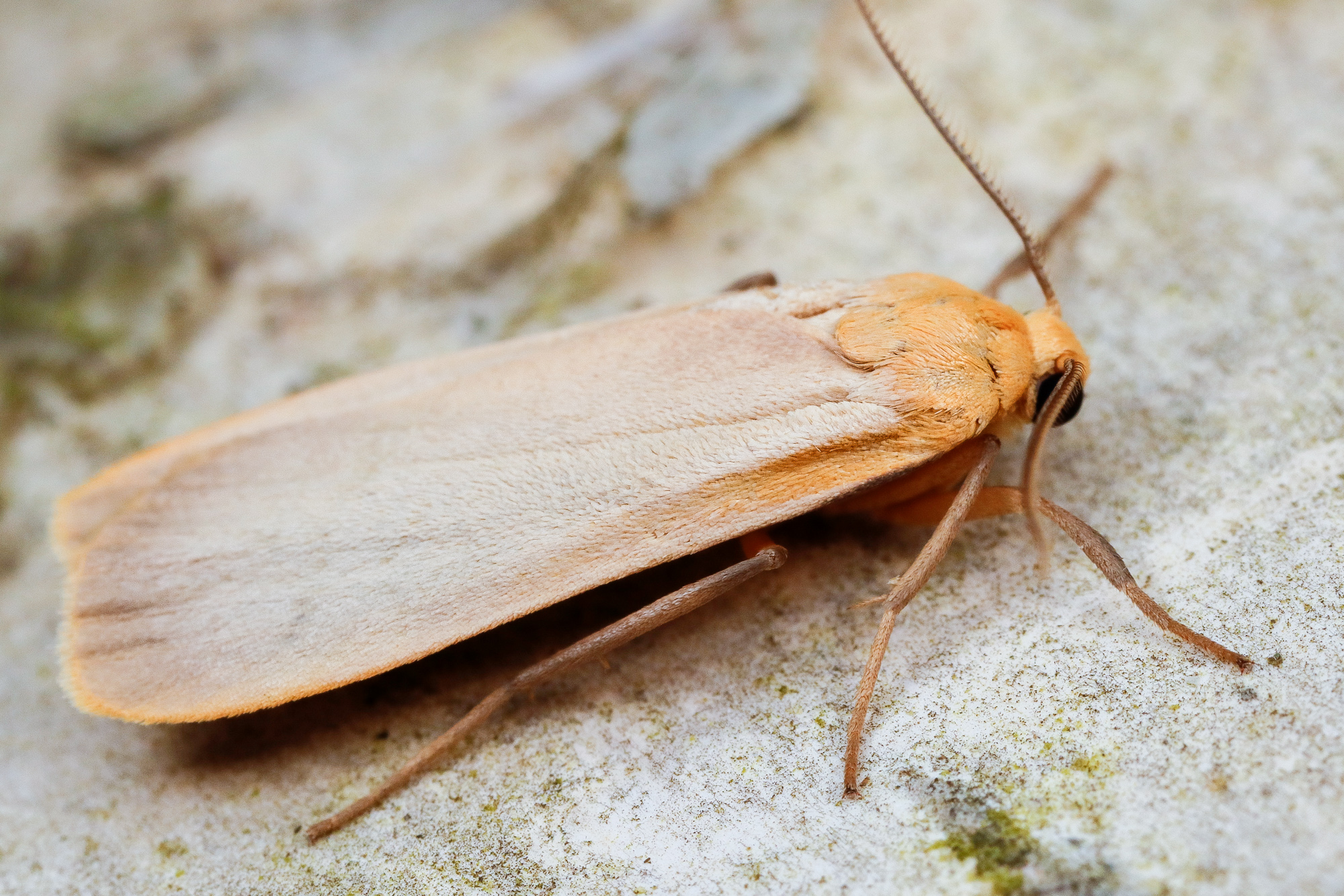 Eilema depressa, mattgul lavspinnare