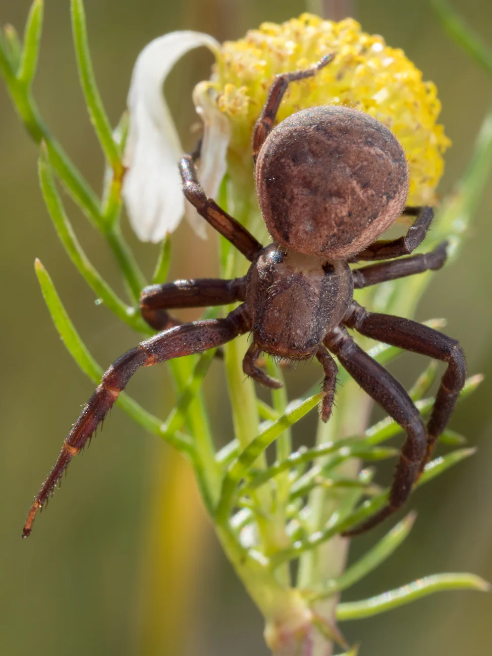 Xysticus bifasciatus, kungskrabbspindel (hona) (fynd: Raul Vicente)
