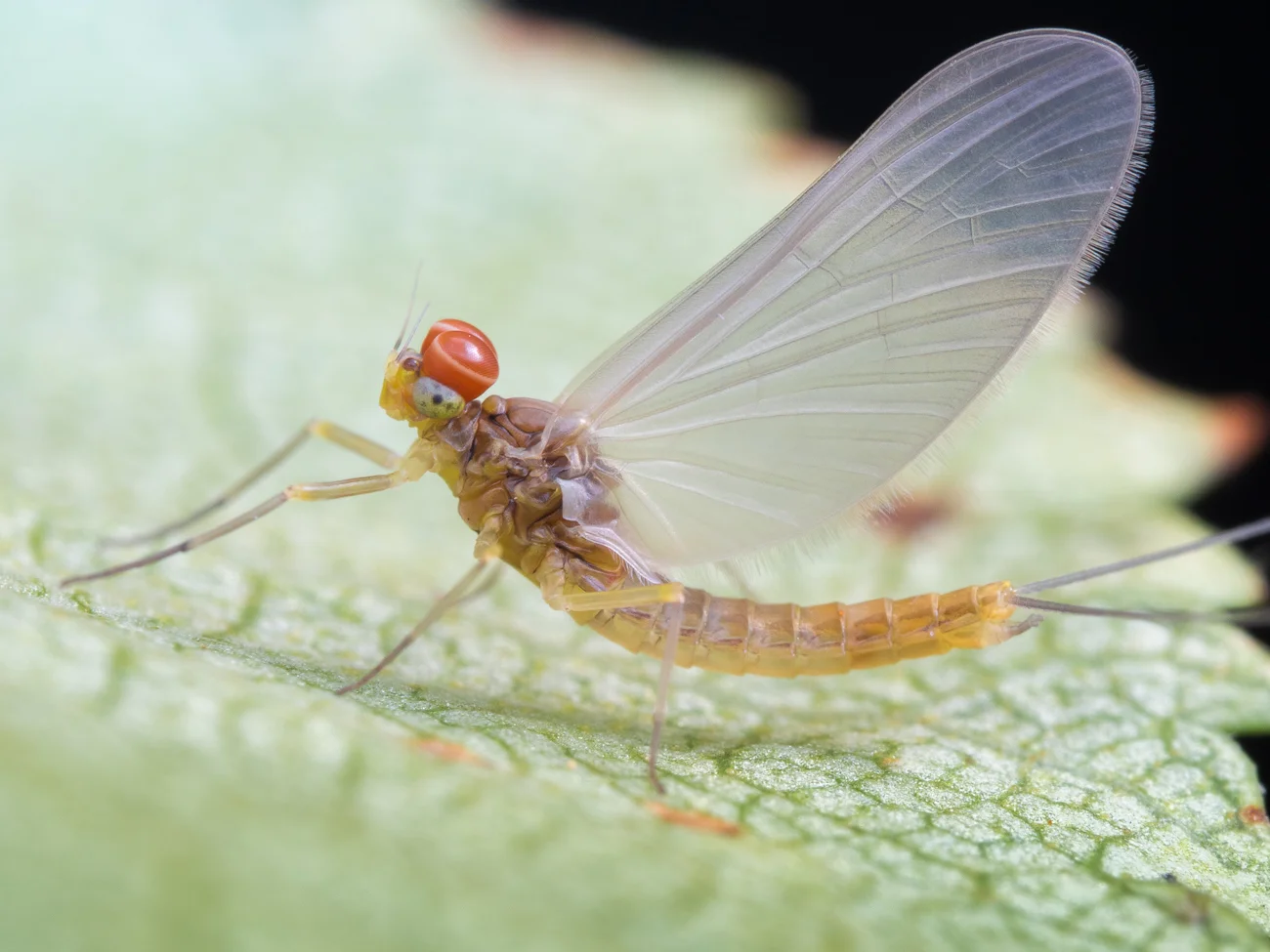 Baetis sp., ådagslända hane