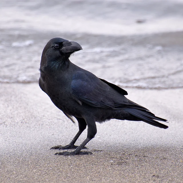 A jungle crow plays an important role in the plot of A Tale for the Time Being