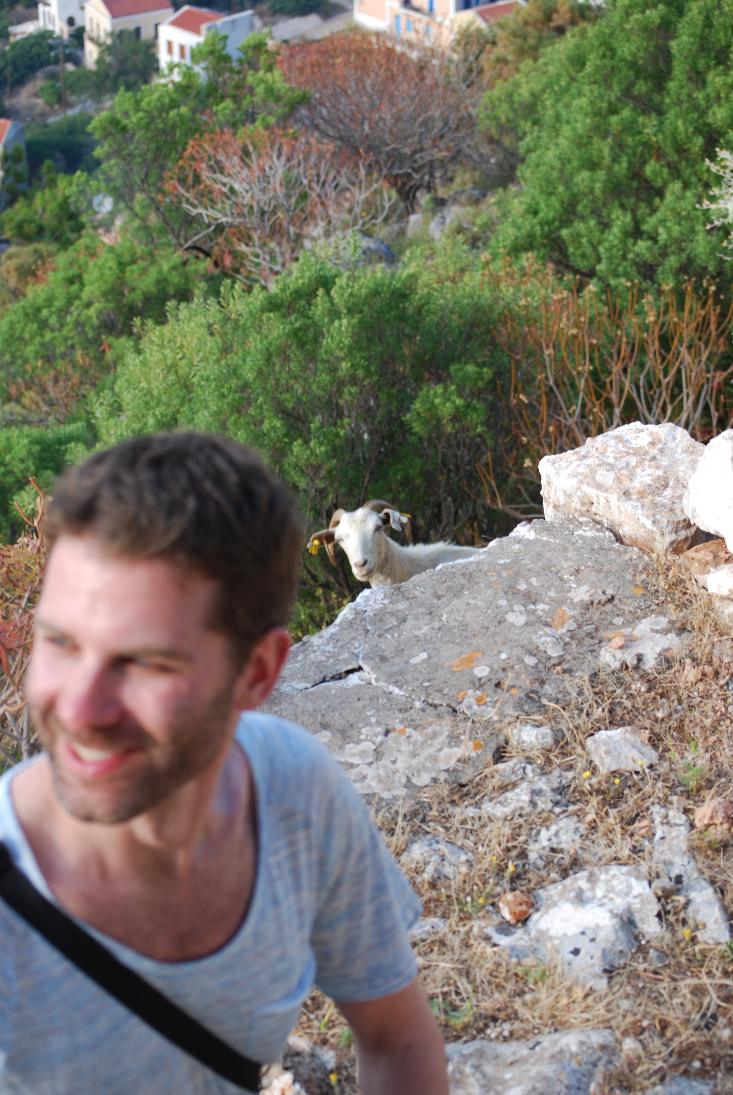 Goats playing peekaboo