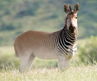 Lizzie comes across a now-extinct quagga (half zebra, half donkey) in the zoo. Like this animal she is two halves of different things.