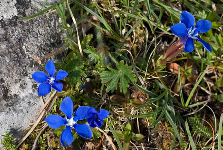 Gentian flowers which grow amongst the rocks near the family's home. 