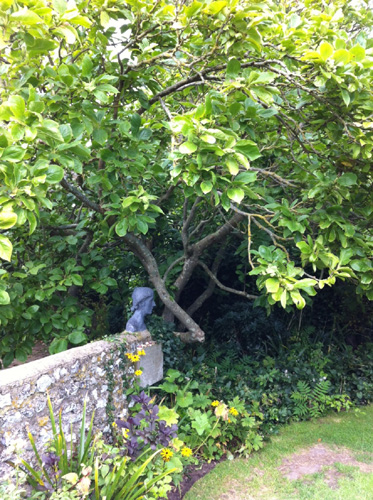 Tree under which Virginia's ashes were scattered