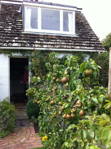 Pears and the door to Virginia's bedroom
