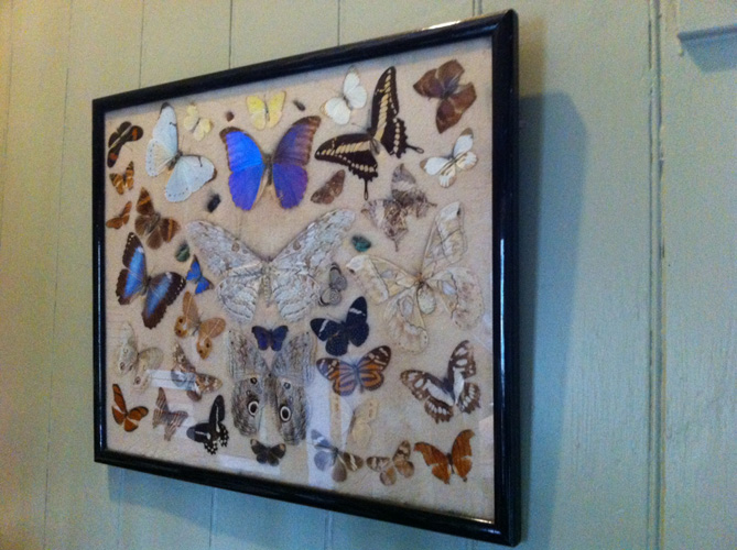 Butterflies on Monk's House stairwell