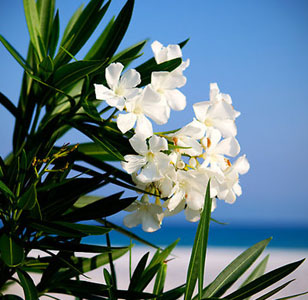 Lily mistakenly identifies flowers by the side of her train as oleanders just as she mis-identifies the meaning of someone's friendly gesture