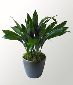 Morwenna gives her partner Ed an aspidistra plant - something that symbolized the common struggle for George Orwell