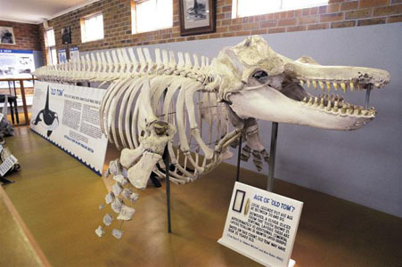 Skeleton of Killer whale that aided whalers in their hunts at the Eden Killer Whale Museum