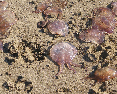 "the tentacles of the jellyfish resemble the hair of the Medusa, which in pictures is always a tangled mess of writhing snakes."