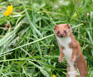 "I would like to live as I should, as the weasel lives as he should: open to time and death painlessly, noticing everything, remembering nothing, choosing the given with the fierce and pointed will."