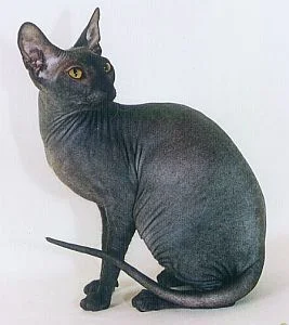 Jay has a cat named Celeste. "The one thing a hairless cat shouldn't do is hairball."