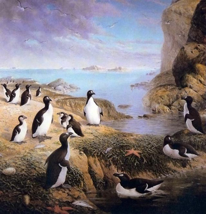 Extinct Great Auks