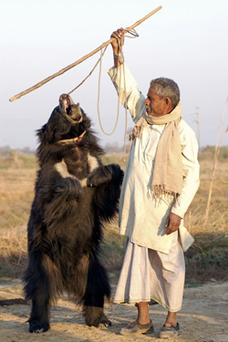 A Qalandar and his bear.