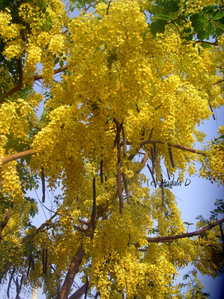 Roy describes how amidst war: "Still the Amaltas bloomed, a brilliant, defiant yellow. Each blazing summer it reached up and whispered to the hot brown sky, Fuck You."