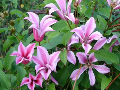 "The Duchess of Albany was not a thug, but a racer on a brittle stem, a clematis with deep pink, upside-down bells, deceptively frail and well-bred, small, timorous bells."