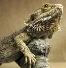 Jeanne repeatedly views a Bearded Dragon in a pet store she passes.