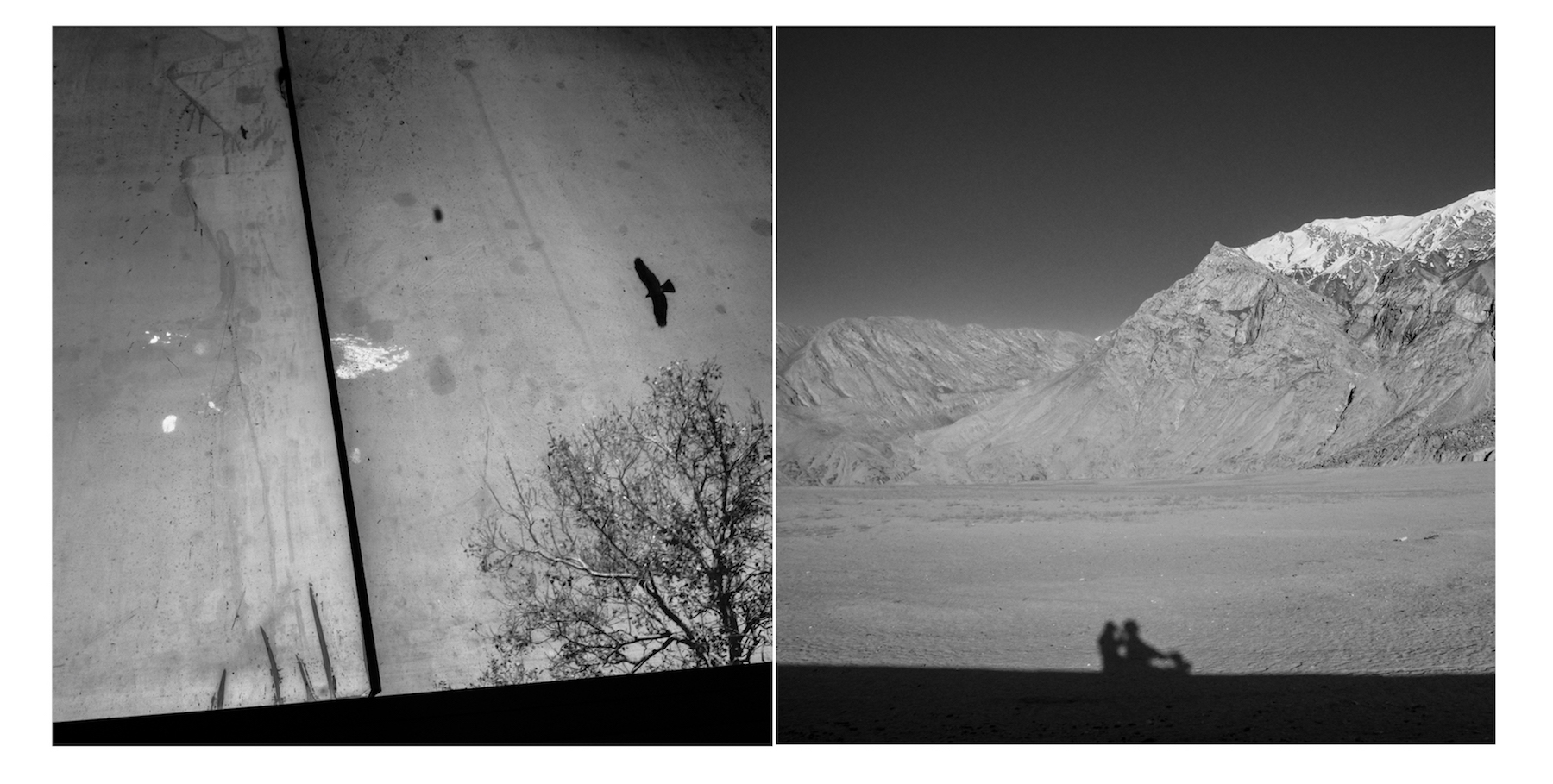 14_Birds_Skardu_Lahore.jpg