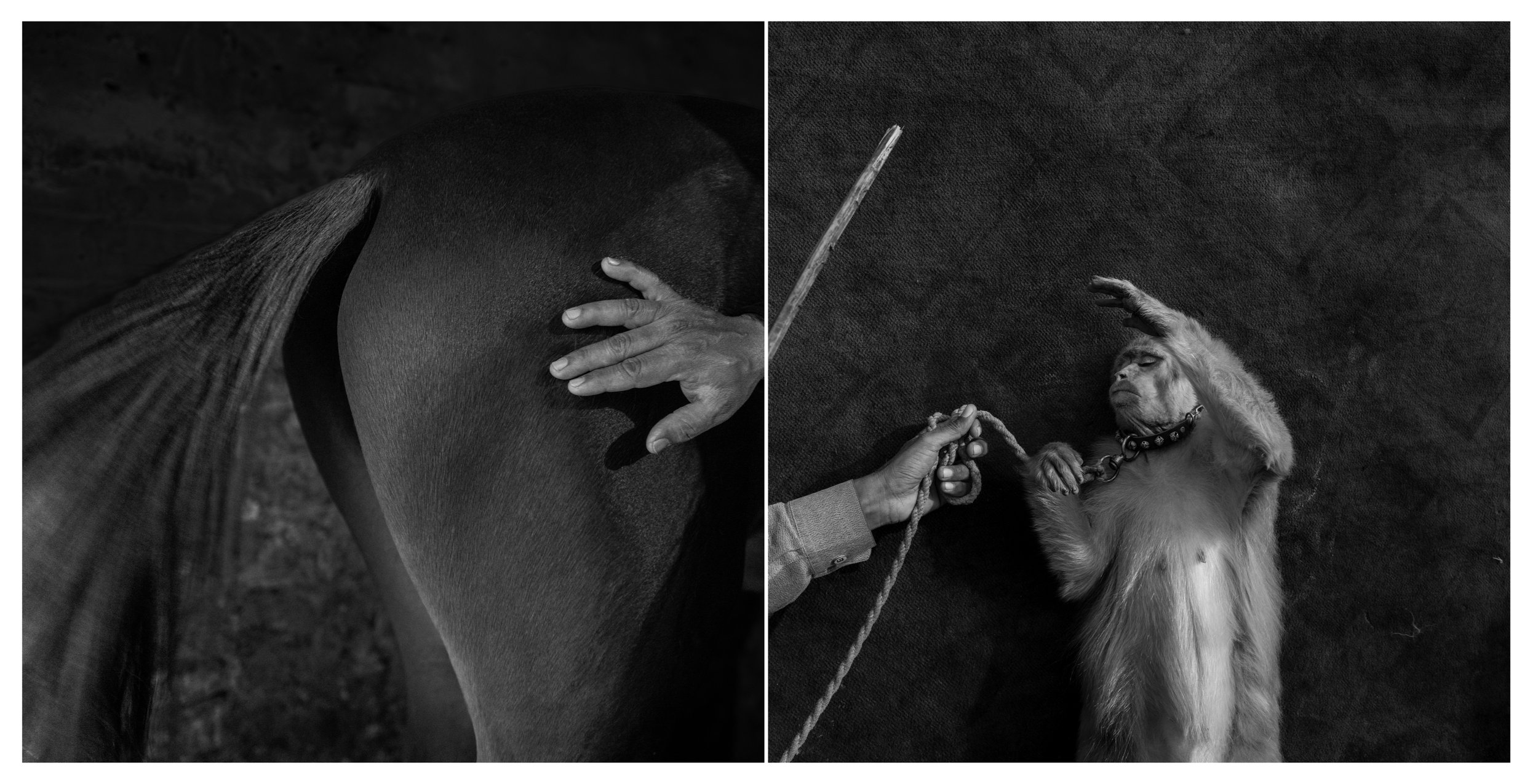 Square_Diptych copy.001 copy.jpeg