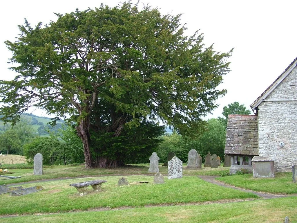 ancient yew tree discoed church near Presteigne