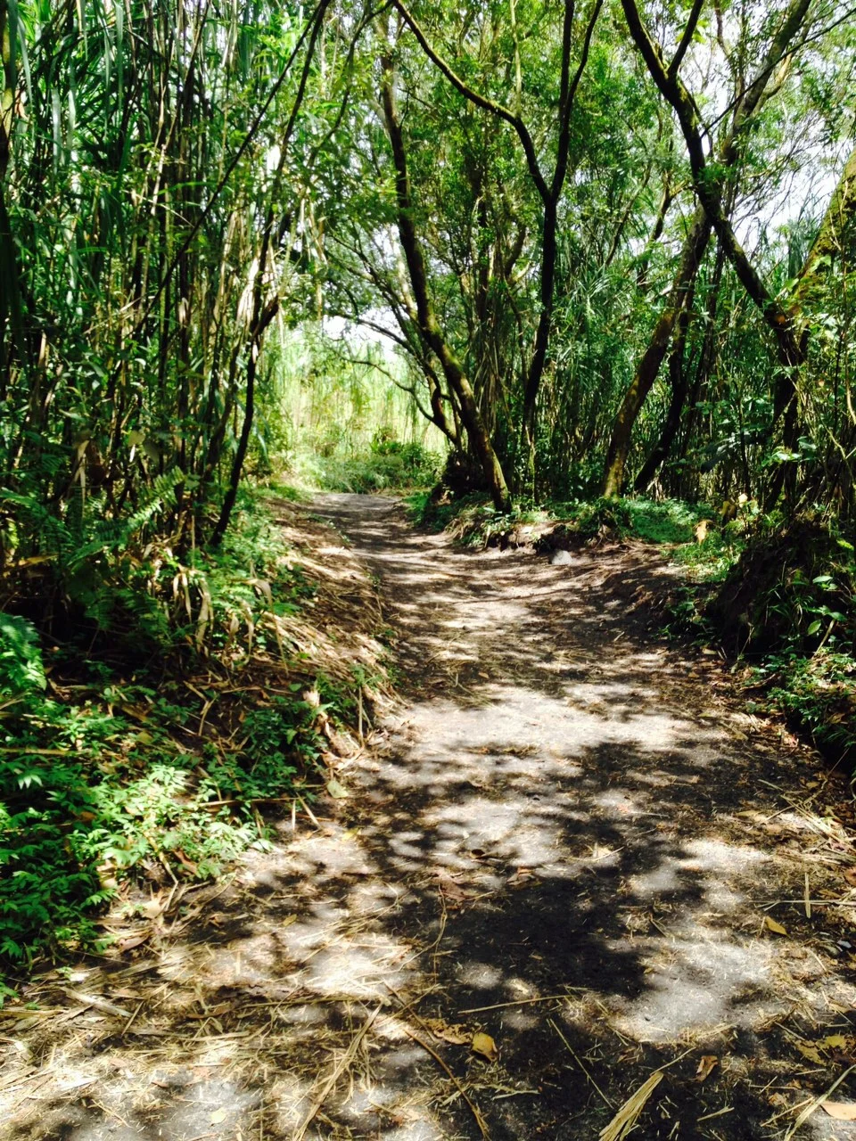 First in a series I call 'The Path'. In the Arenal Volcano National Park.
