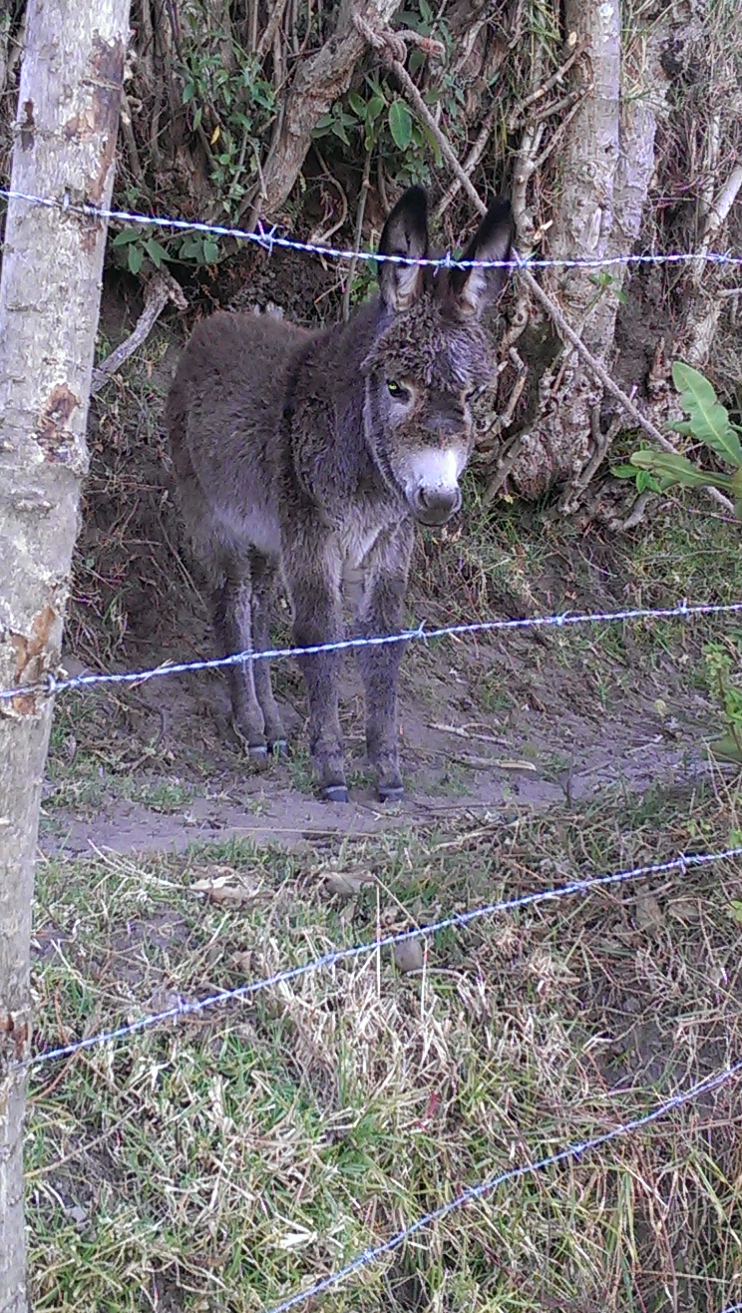 Baby mule watched us play