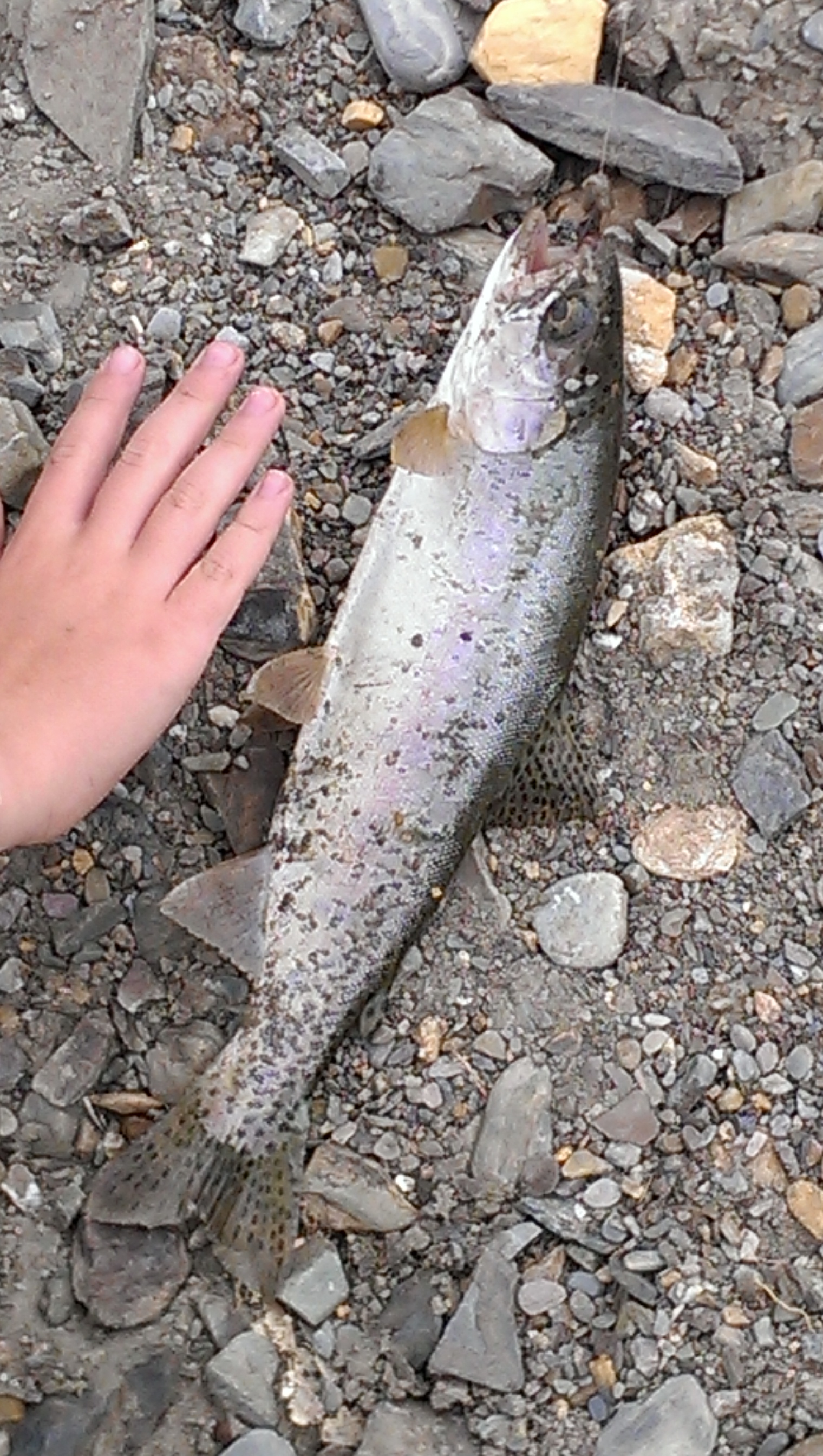 Great size trout