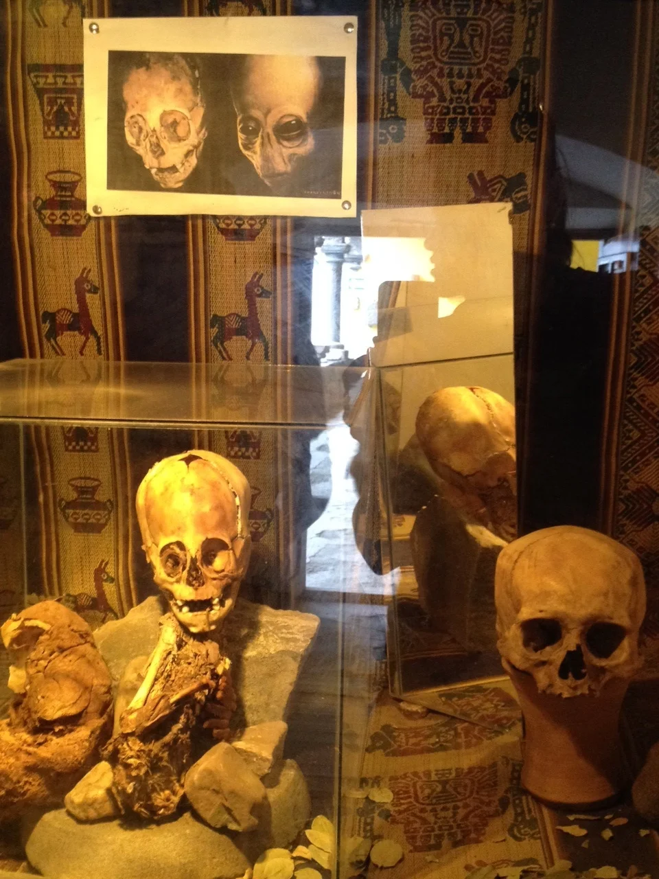 The famous 'alien' skull. 