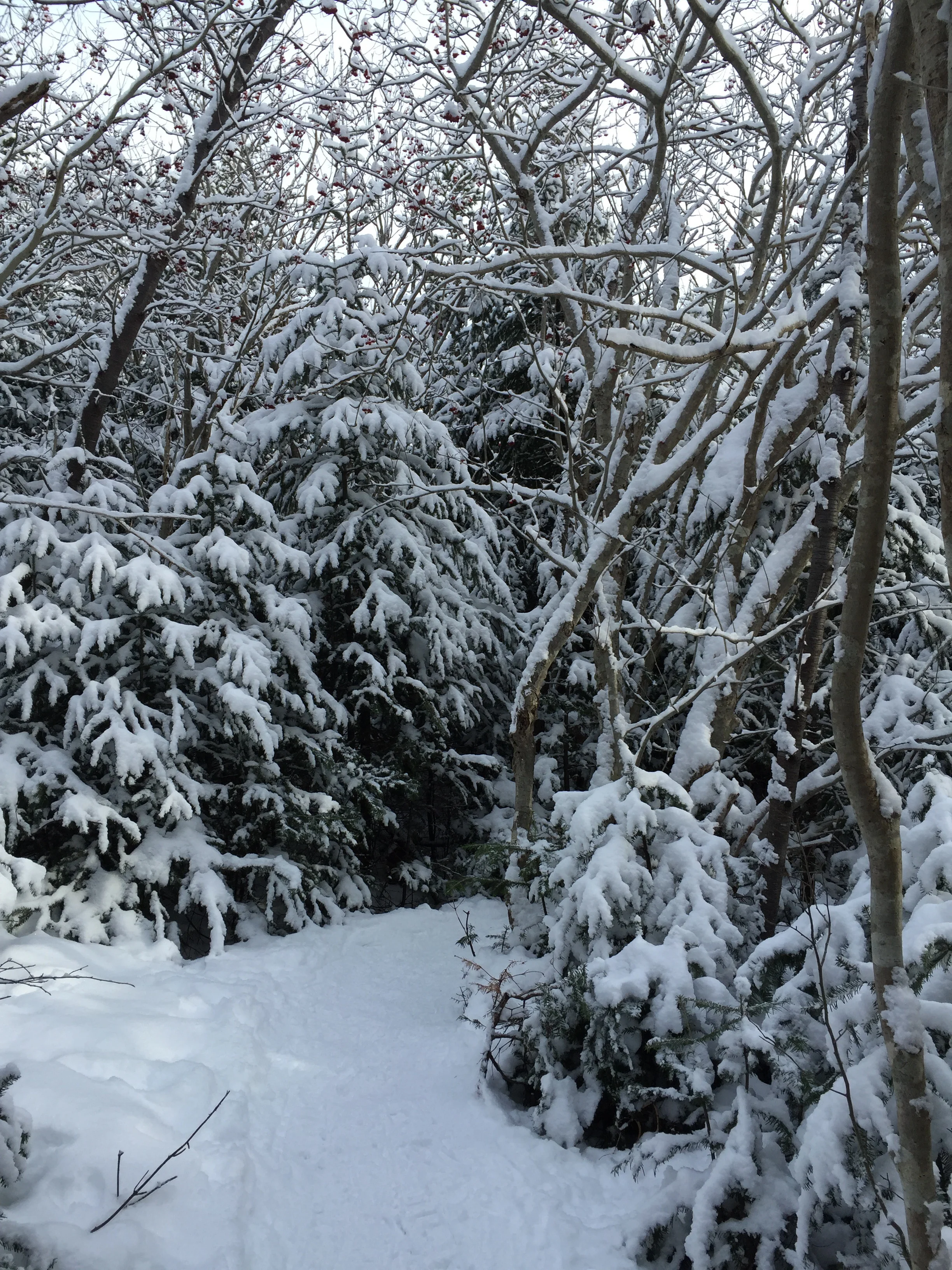 The snow shoe trail