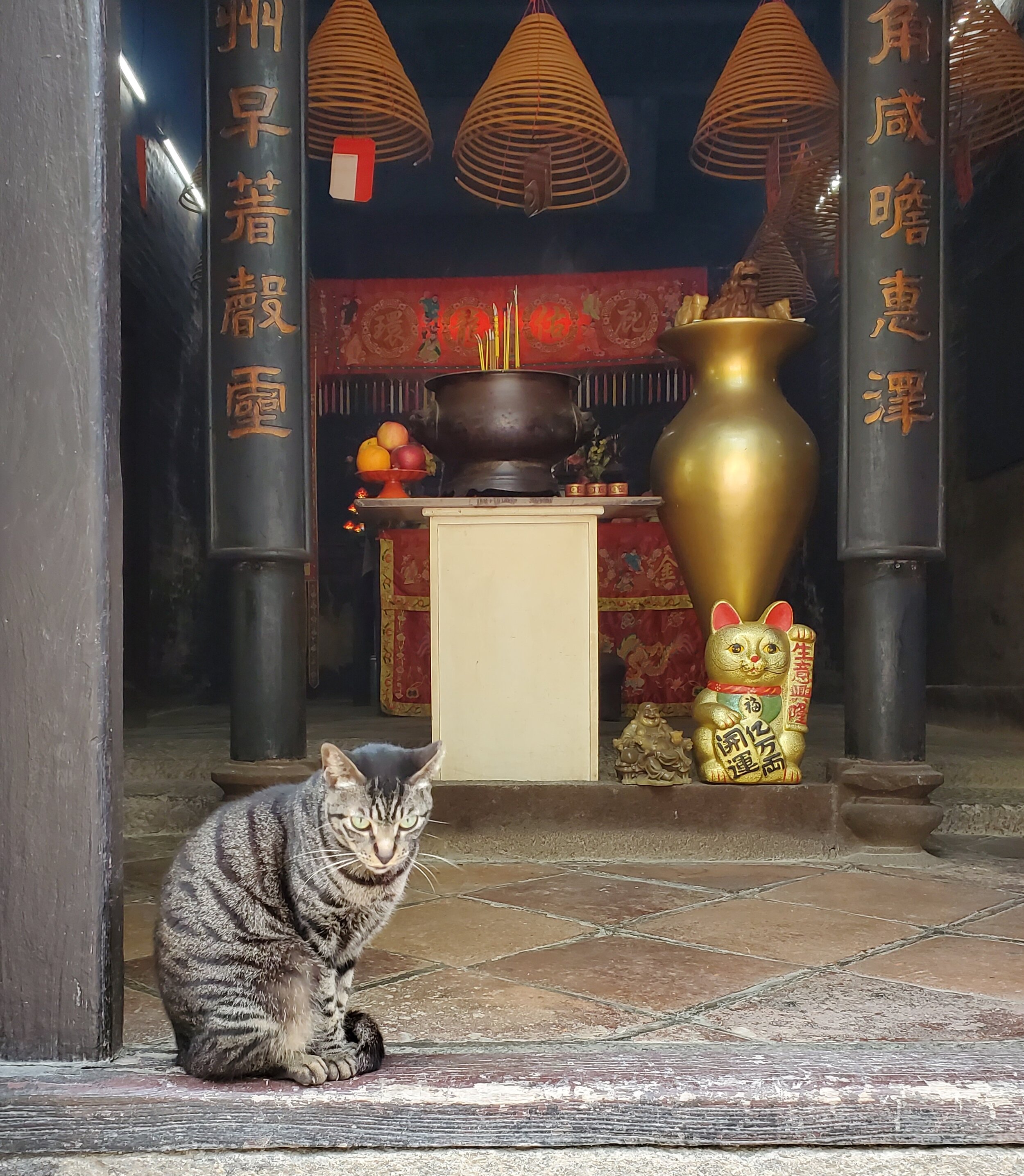 cat in temple.jpg