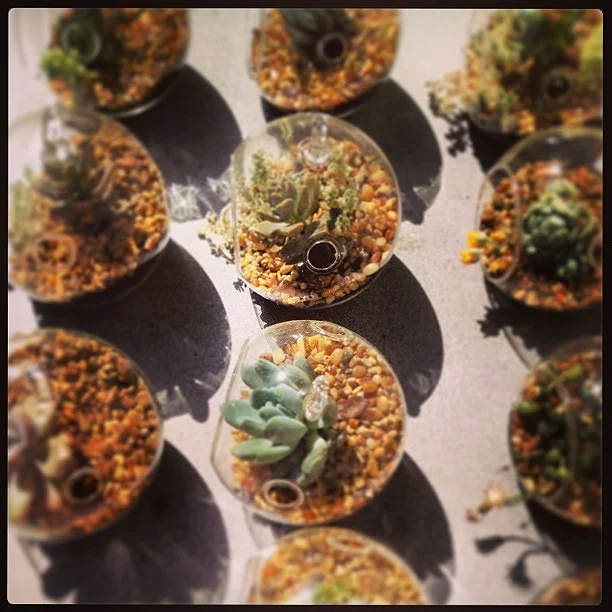 ContentImage-13270-277966-terrarium3.jpg