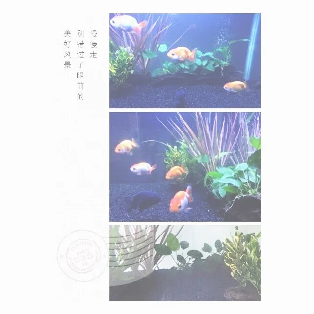 a reader sent in this image of his feng shui #aquarium , read his question and my answer on my blog! holisticspaces.com #luck #fengshui #goldfish