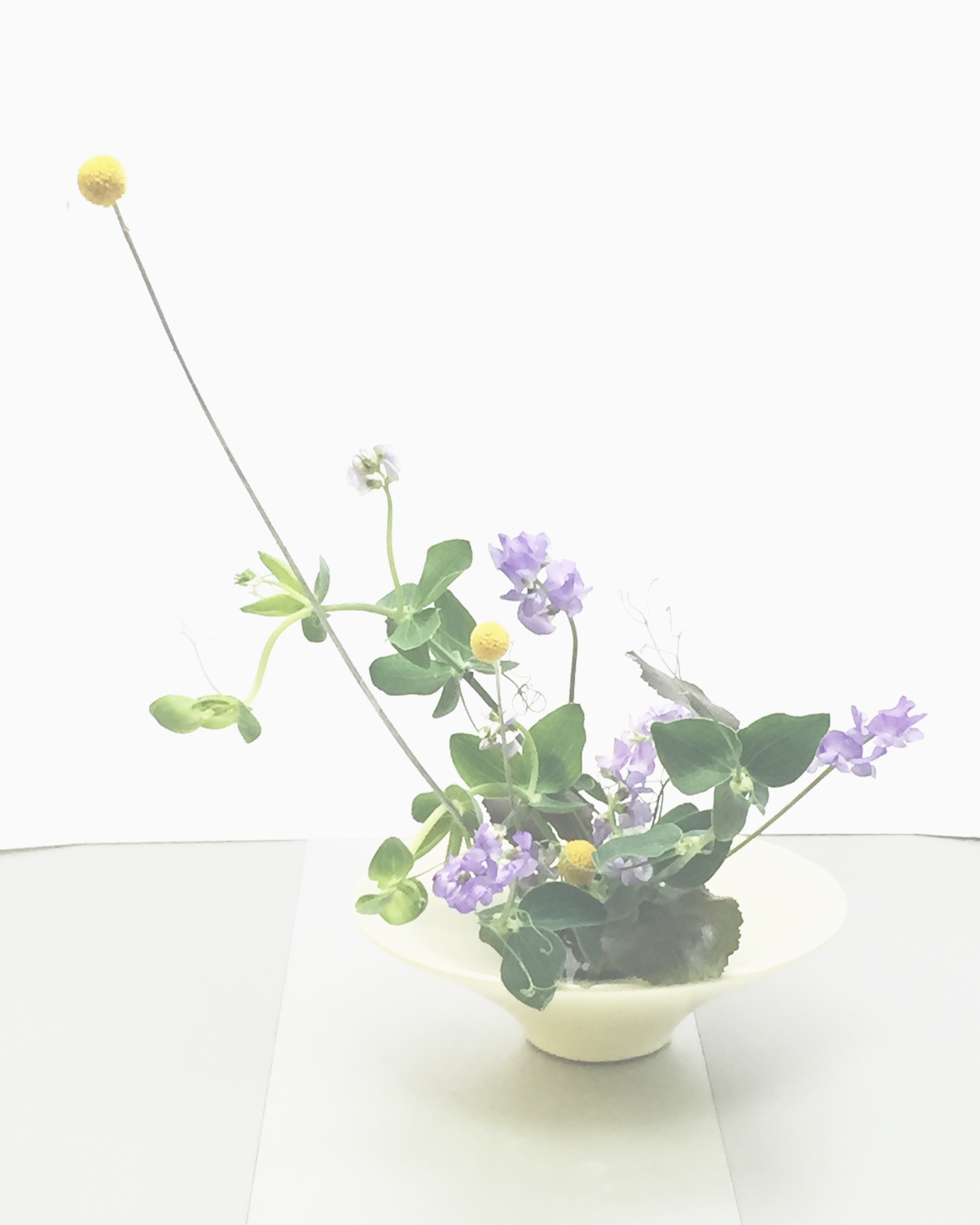 My arrangement today sweet pea, craspedia, galax leaf. #nodaikebanaclass #ikenobo #ikebana #flowers #sweetpea