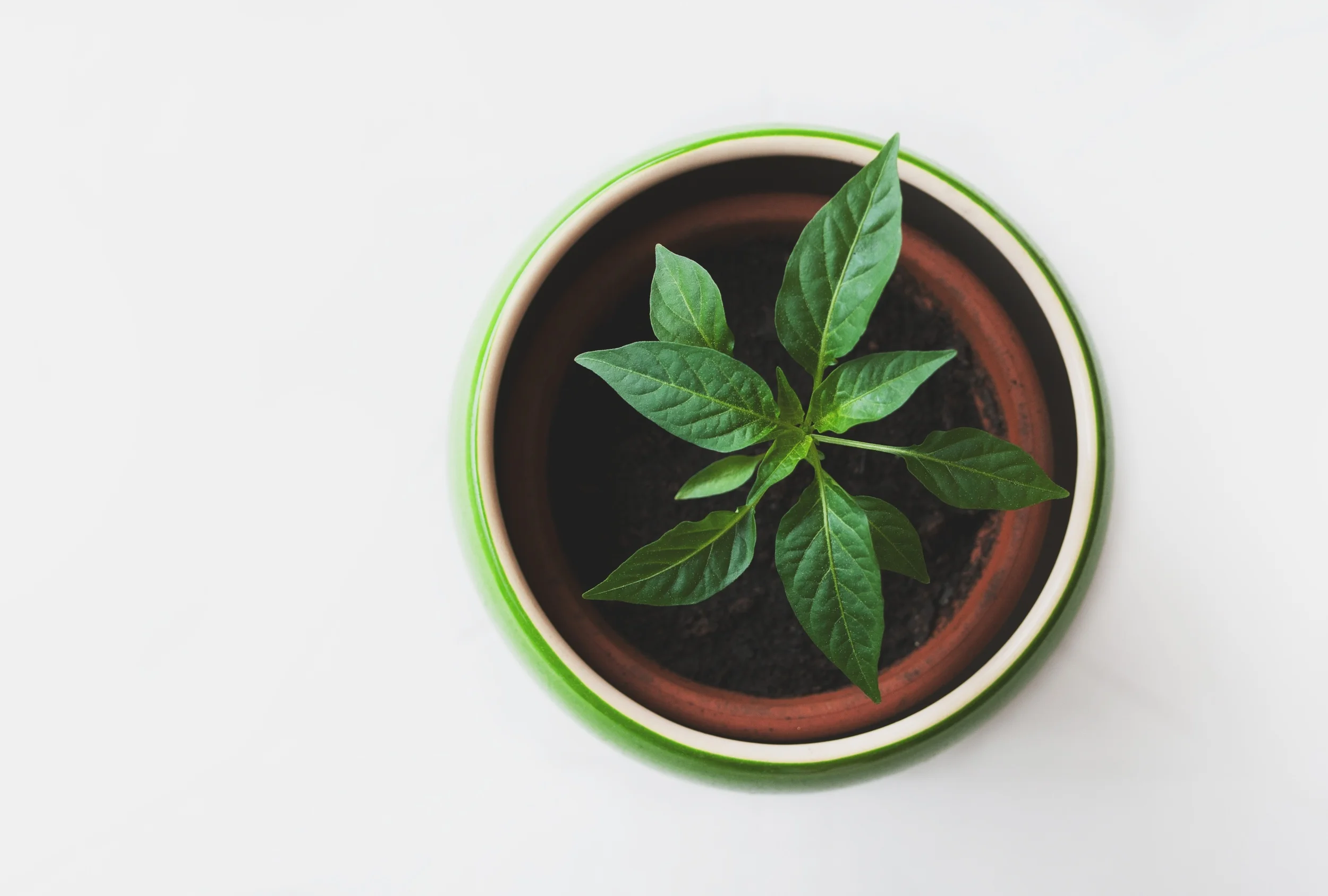 Green Plants.jpeg