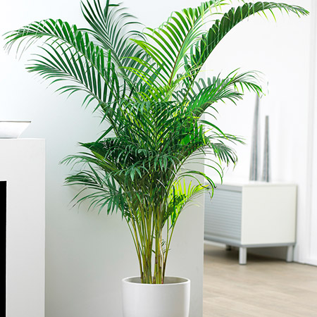 Areca Palm