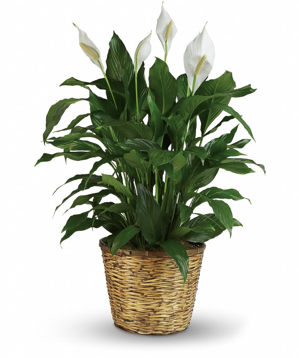 Peace Lily