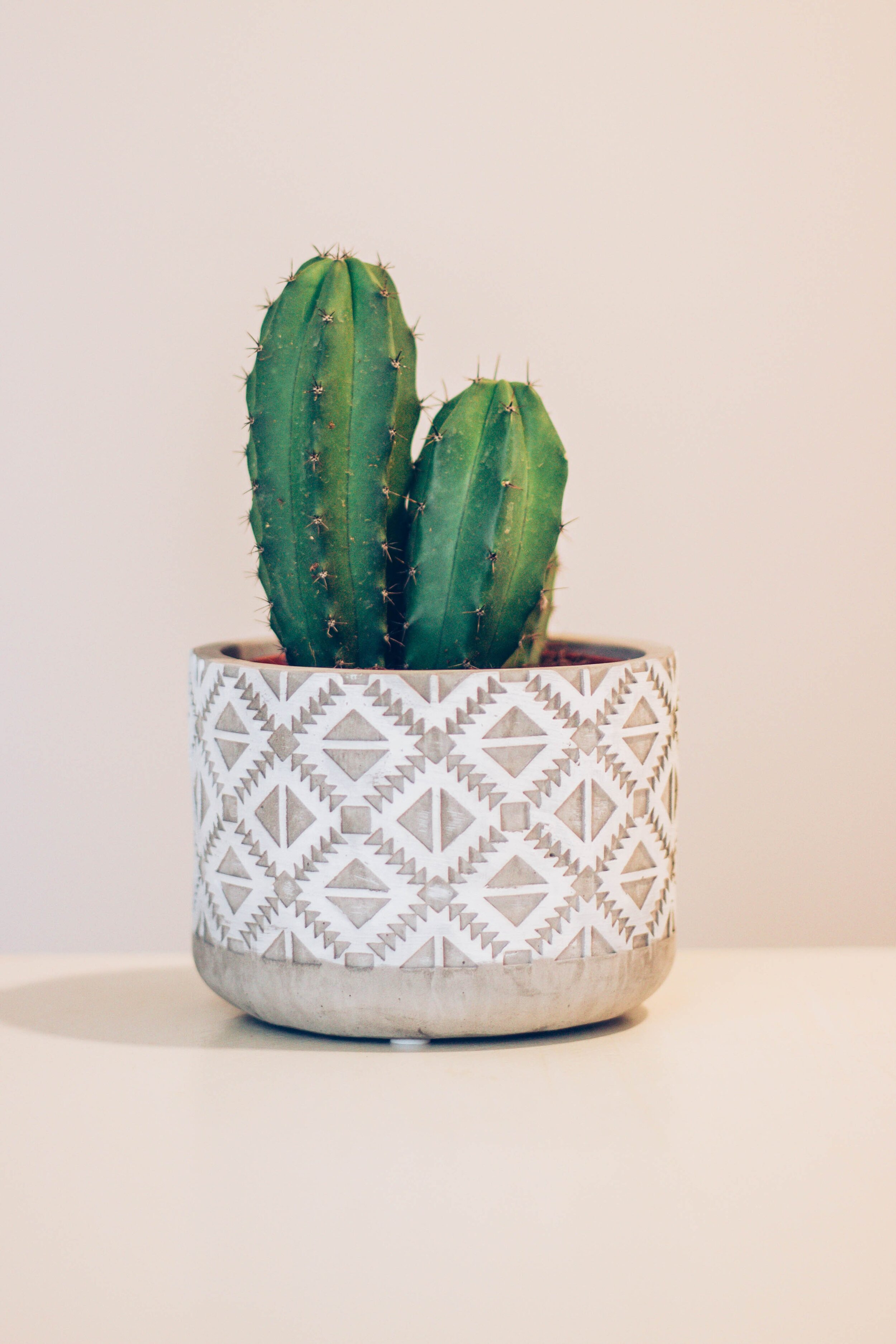 Q&A Sunday: Is a Spiky Cactus Good Feng Shui? &mdash; Anjie Cho