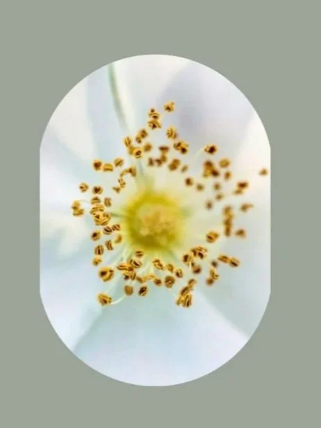 Free ONLINE: Insects Awaken 惊蛰 Jīngzhé