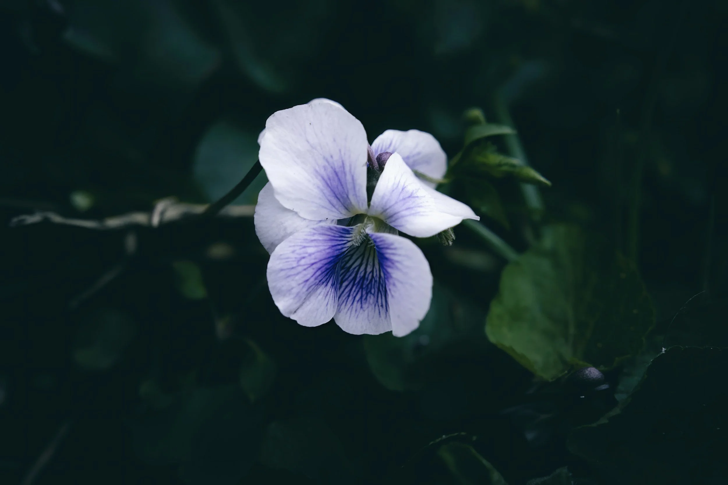NYC In-person: Petals in the Dark – An Evening Sound Bath and Flower Mandala