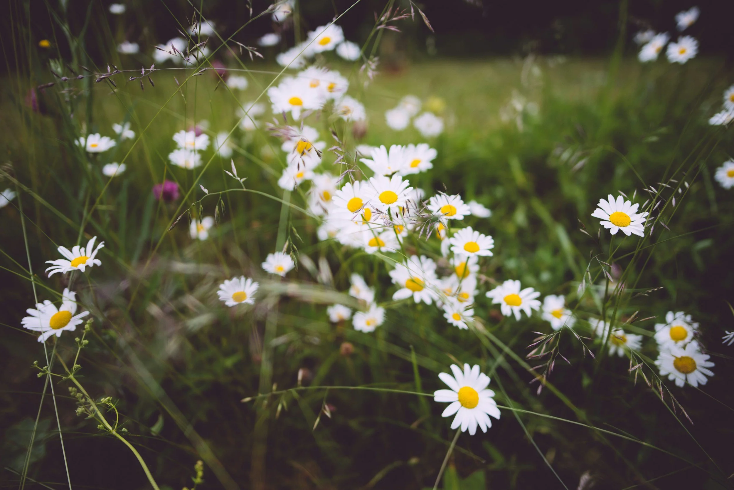 NYC In-person: The Way of Flowers – Mid-Summer Celebration