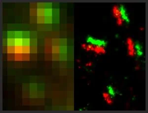Excitatory Synapses Revealed with STORM Synapses in the mouse brain (olfactory bulb) imaged using conventional fluorescence microscopy (left) or STORM (right). The red protein is the presynaptic scaffold Bassoon and the green protein is the postsynaptic scaffold Homer1. Courtesy of Zhuang lab