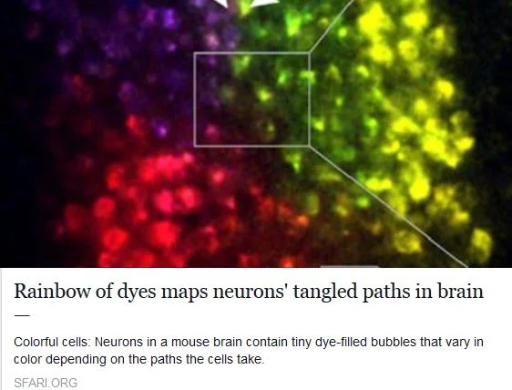 SFARI Autism News: Rainbow of dyes maps neurons’ tangled paths in brain >>
