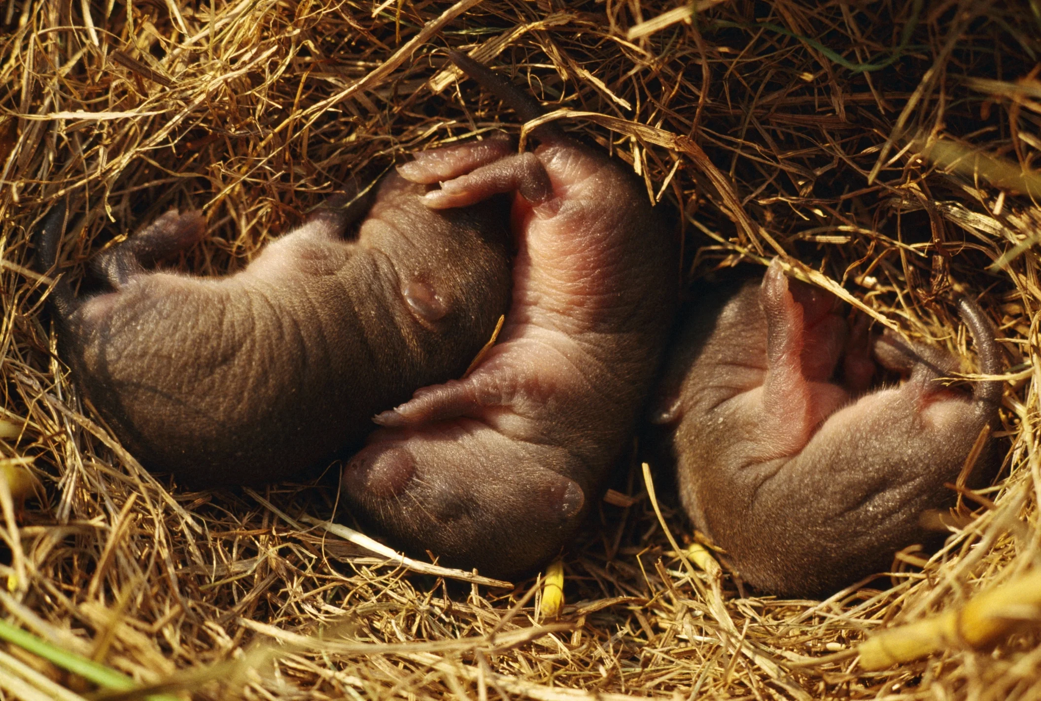 Parenting neurons discovered