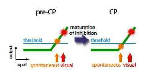 New theory on how inhibitory brain activity “turns on” critical periods