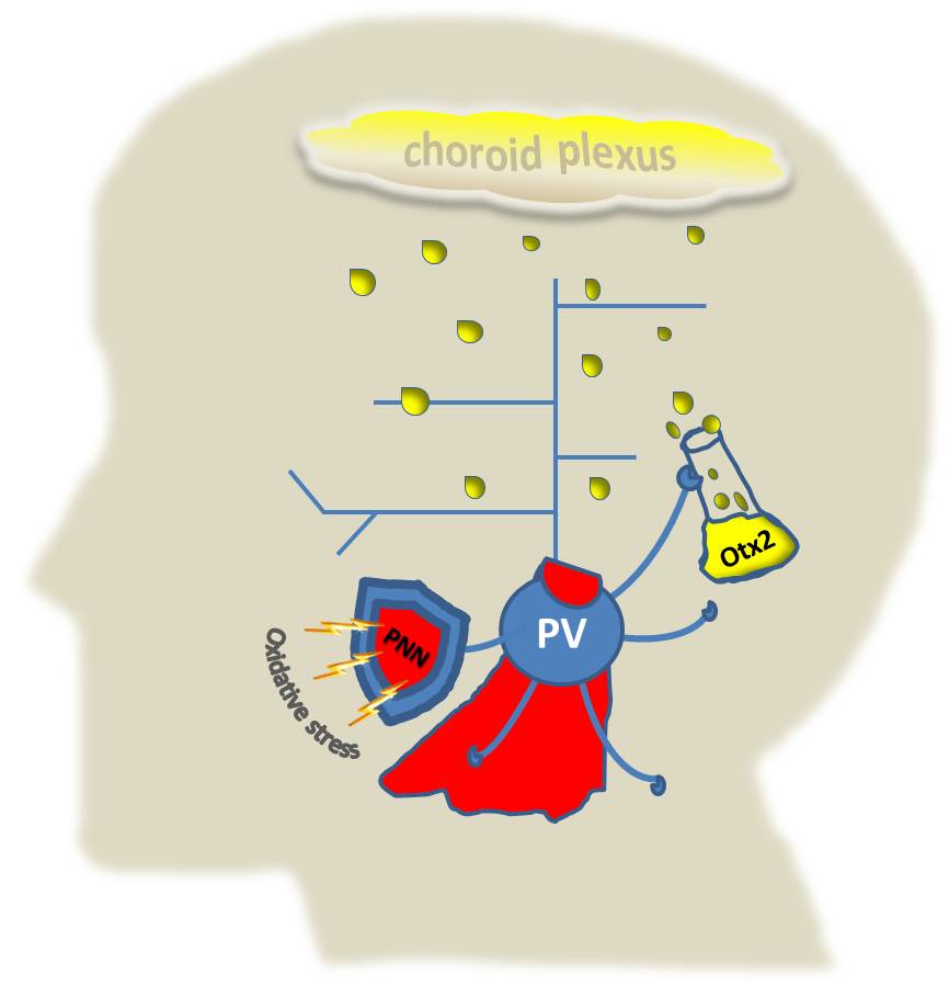 Read the related story, “Parvalbumin neurons–new insight into the workings of a superhero cell” on Vector , Boston Children’s Hospital’s science blog