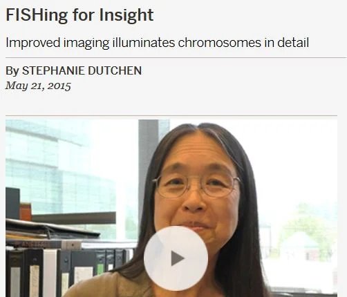 Zhuang Lab's Collaboration on Visualizing Chromosomes Featured in HMS News