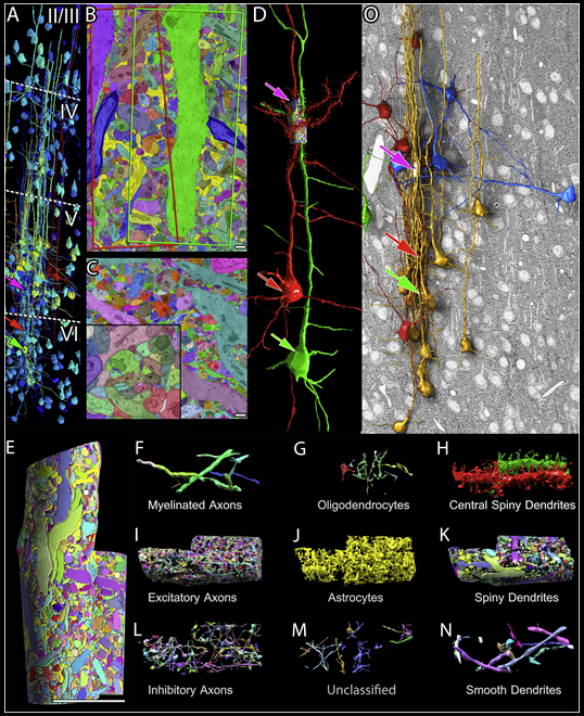 Multiscale Reconstruction of Mouse Cerebral Cortex. Panel A shows the various layers of cortical tissue imaged overall. Panels B and C show manual and automated segmentations of everything within a single section in the area reconstructed at highest resolution. Panel D shows a 3D rendering of the cell bodies and apical dendrites of two pyramidal neurons highlighted in the analysis—created by stacking together many single section images of the type shown in B and C. The multicolor cylinder near the pink arrow in D marks the small pieces of dendrite around which the highest resolution reconstruction was performed. (Note that the arrows in D correspond to the arrows in A, illustrating the ‘zoom-in’ to layer 5 of cortex.) Panel E shows a closeup of the cylinder highlighted in D, and panels F through N show all the parts within, from different types of axons and dendrites to pieces of glial cells. Figure excerpt from Kasthuri et al. Cell 2015 . 