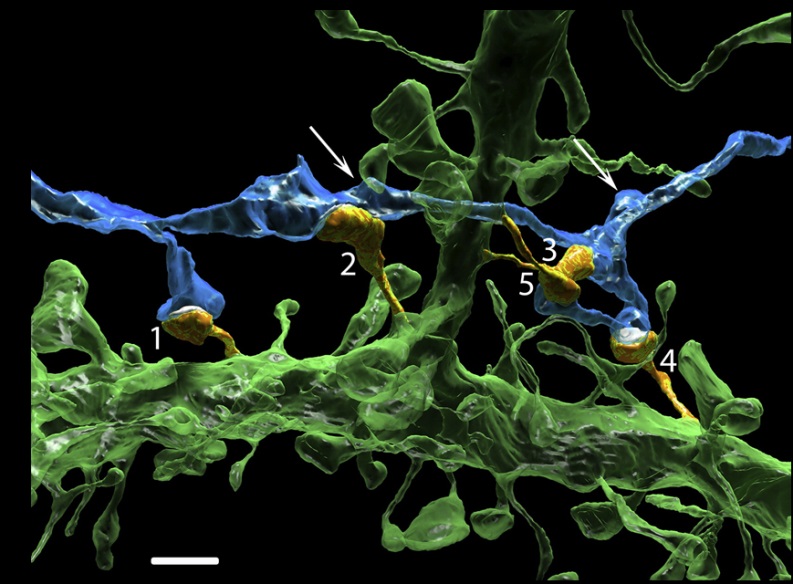 A Pair of Neurons that Form Multiple Synapses with Each Other. In blue is an axon and in green a dendrite. The five orange dendritic spines show the multiple sites at which this axon and dendrite form synapses. The white arrows point to two axonal varicosities that synapse with other neurons’ dendrites (now shown). This is one of the more extreme examples in the dataset, highlighting how certain pairs of neurons preferentially form synaptic contacts with each other over other neurons—making many more synapses than would be expected if connectivity were based on axon and dendrite proximity alone. Figure excerpt from Kasthuri et al. Cell 2015 .